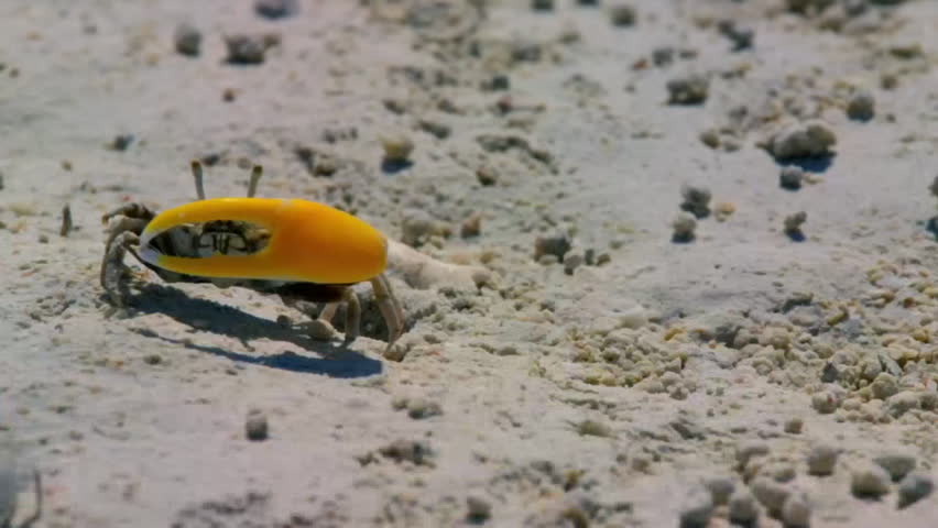 Close up of Male fiddler crabs waving with large claw in courtship display on the muddy tidal flat, Raja Ampat, Indonesia.