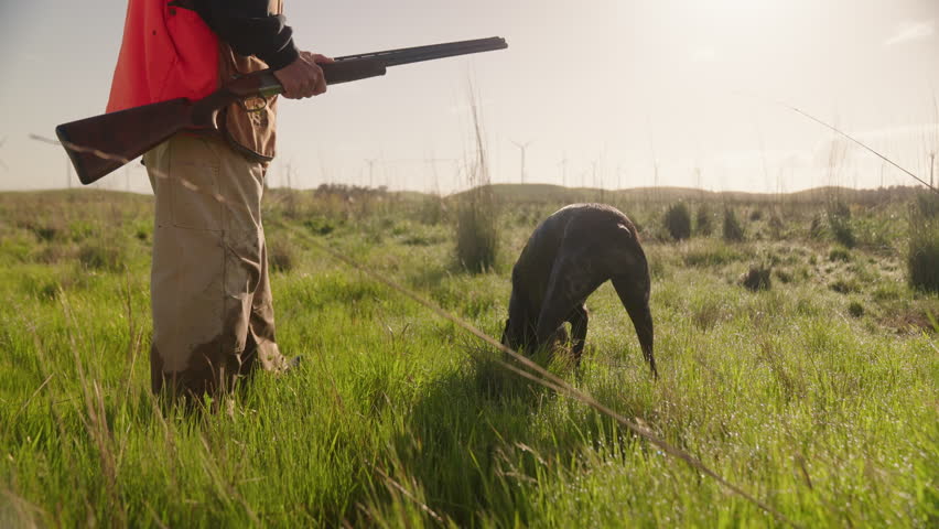 Field Companions: Senior Man Hunting Pheasant with Dog in Green Grass Fields