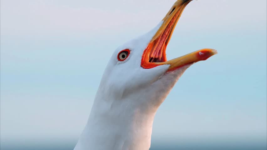 It shows a close-up of a seagull with its mouth open. The bird has white feathers, an orange beak and a bright eye.
