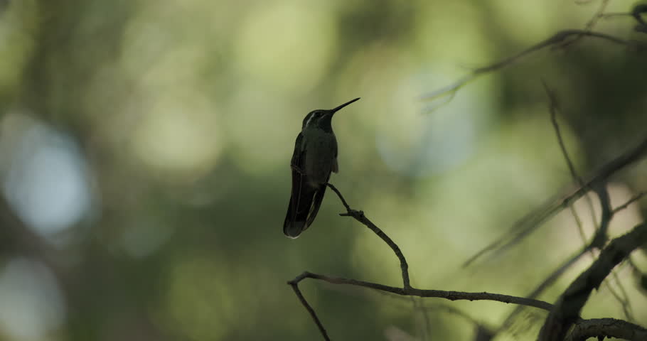 Backlit Blue-throated Mountain-gem Hummingbird Perched in Arizona Forest