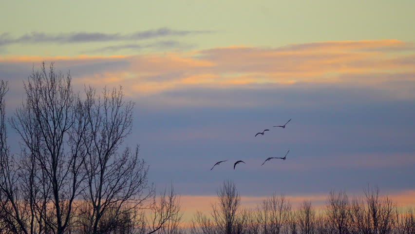 birds at sunrise over the river