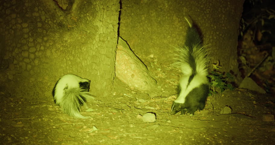 Nocturnal Striped Skunk Pair Skunks Foraging at Night with Floodlight in Arizona