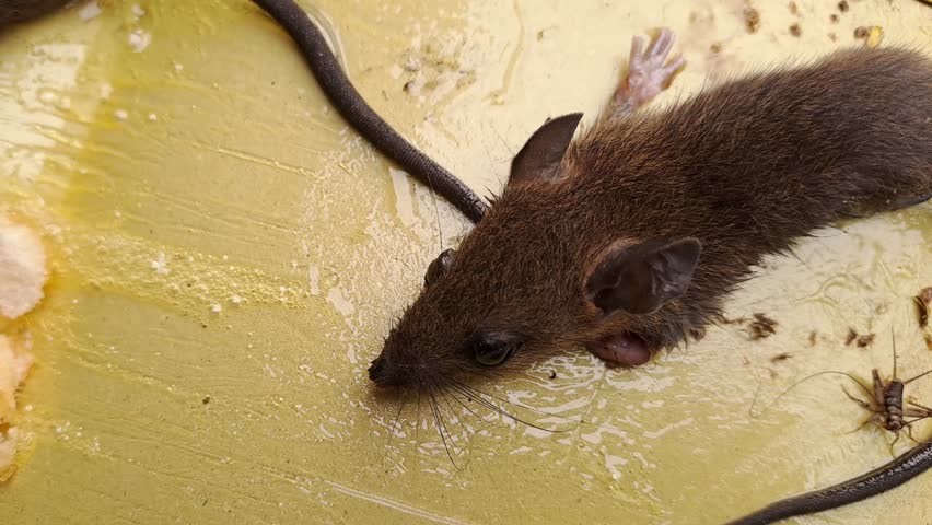 Close up view of a mouse trapped in yellow glue, highlighting the effectiveness of pest control measures. Perfect for educational videos, pest control commercials, and home improvement projects