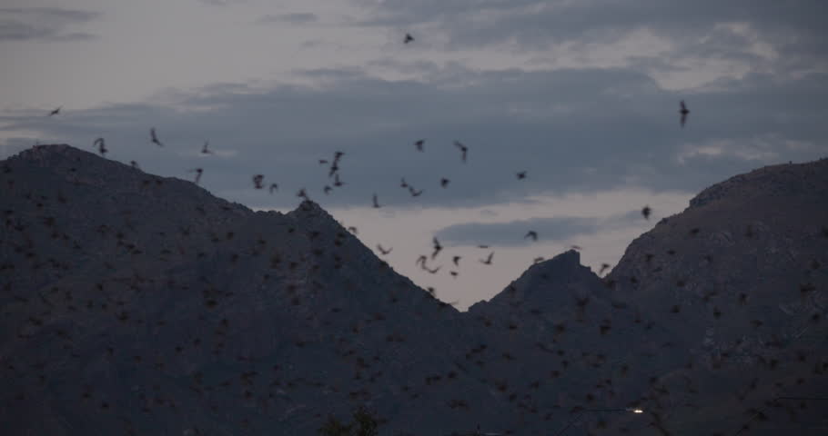 Shutterstock Video