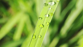 Dewdrops glisten on vibrant green lemongrass leaves, capturing the essence of morning freshness. Perfect for nature documentaries, spa treatments, and aromatherapy themes - Powered by Shutterstock - Get 15% off with code: PIKWIZARD15