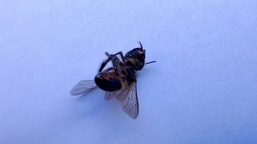 Close-up of a dead bee on a clean white background, highlighting intricate details and textures. Perfect for concepts of environmental impact, pollinator decline, and ecological awareness.