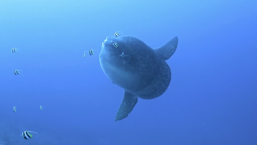 Oceanic sunfish in deep, cold water at Nusa Penida, Bali