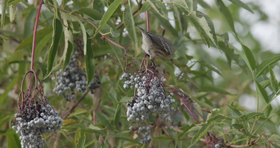Yellow-rumped Warbler Bird in Elderberry Tree Cluster of Berries Fruit in Fall