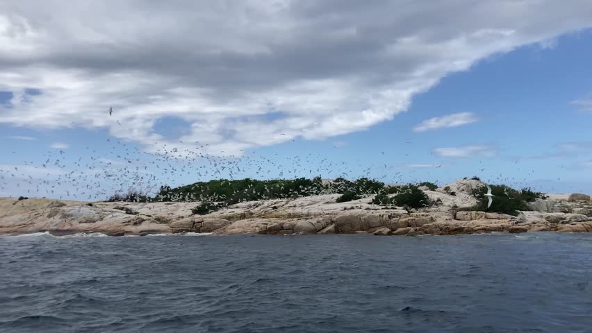 Hundreds of crested terns and silver gulls flock into the air after sea eagle flies over at governor island marine reserve Bicheno, Tasmania Australia