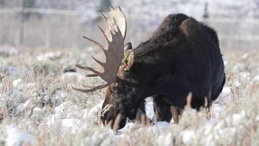 Capture the majestic beauty of a moose in its natural habitat, showcasing its grace and strength in the wild. Ideal for nature lovers and wildlife enthusiasts