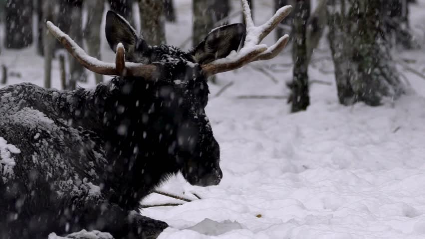 Capture the majestic beauty of a moose in its natural habitat, showcasing its grace and strength in the wild. Ideal for nature lovers and wildlife enthusiasts