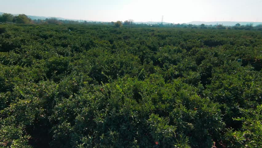 Tangerine trees in the tangerine garden