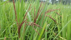 The black rice is swaying with the wind - Powered by Shutterstock - Get 15% off with code: PIKWIZARD15