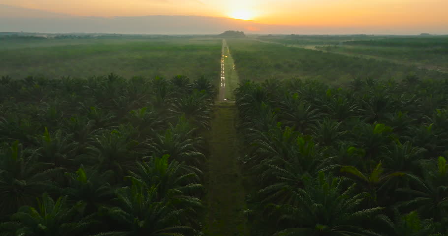 Aerial view drone flying over palms tree palm oil plantation beautiful green space rich agricultural palm plantation. High quality video DCI4K 4096x2160p ProRes422
