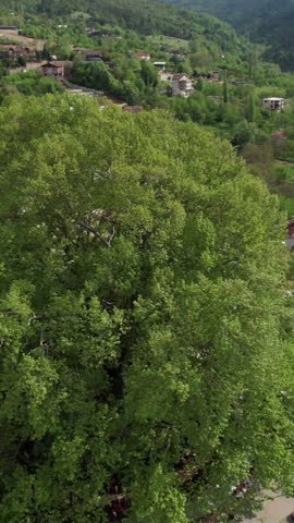 Aerial century sycamore tree, cultural image of the century-old plane tree, very old green leaf turkish plane trees drone image