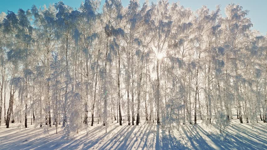 A peaceful winter setting with towering trees covered in fresh snow. The sunlight filters through branches, casting long shadows across the untouched ground.