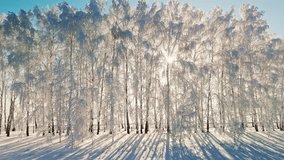 A peaceful winter setting with towering trees covered in fresh snow. The sunlight filters through branches, casting long shadows across the untouched ground. - Powered by Shutterstock - Get 15% off with code: PIKWIZARD15