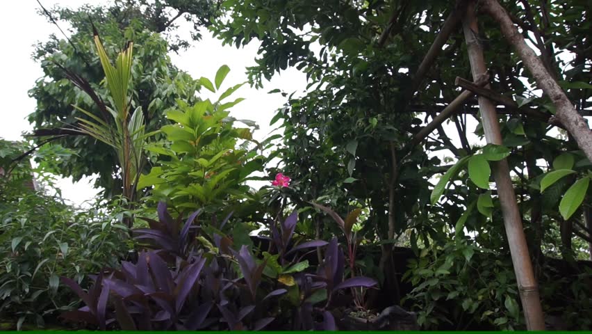 leaves and plants blown by the wind, look fresh and natural