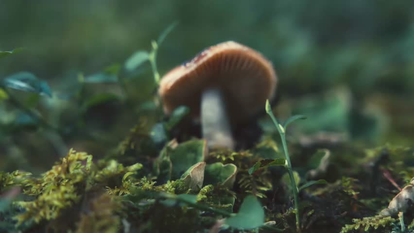 "Enchanting Forest Scene Capturing the Beauty of Nature with Close-Up of Vibrant Wild Mushrooms and Unique Fungi Growing Amidst Lush Woodland Setting"
