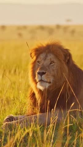 Wild African lion staring prey in his locality. Lion king resting on grass in a tropical environment. Lion hunting safari park. Big cat in beautiful morning sunlight at sunrise