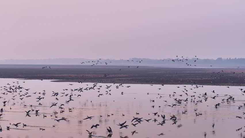 Wild geese start from the lake and fly into the sky | Wild geese flying in the sky