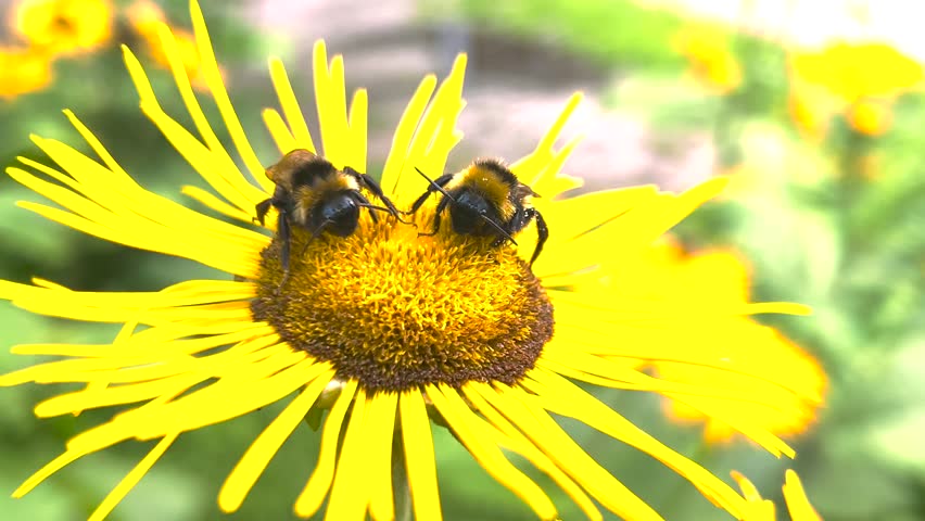 Bumblebee pollinate the flowers of Inula magnifica.