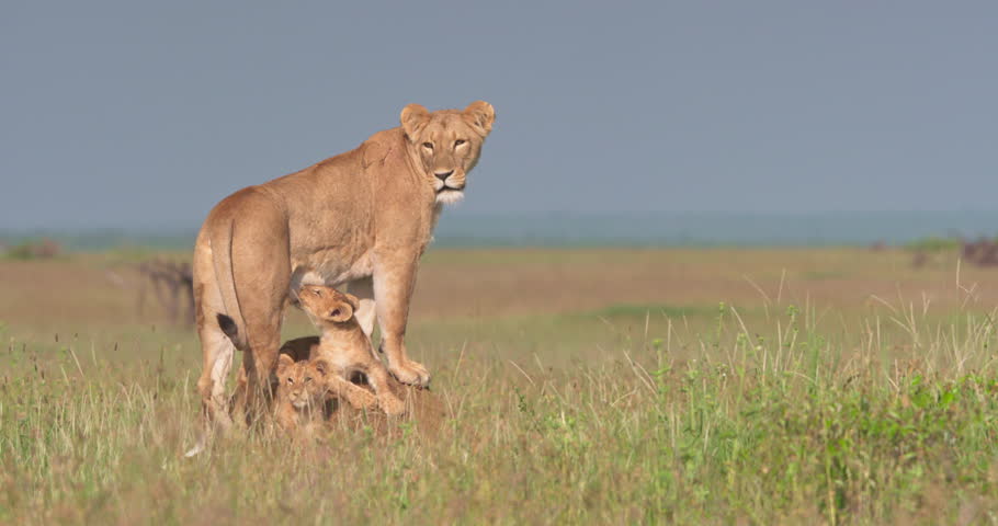 Extreme wide shot of a lion cub (Panthera leo) nursing while the lioness scans the grasslands on a termite mound in the morning in kenya