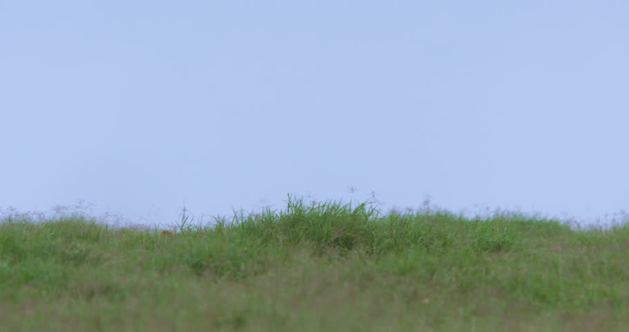 Wide shot of lion cubs (Panthera leo) wrestling in the kenyan grasslands during the afternoon in kenya