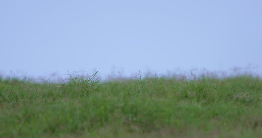 Wide shot of a lion cub (Panthera leo) rolling around with paws in the air in the kenyan grasslands during the afternoon