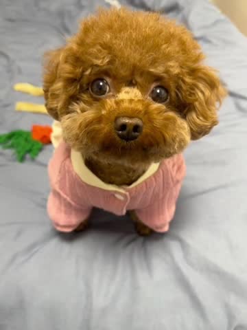 Cute Brown Poodle Sitting on a Cozy Bed.
