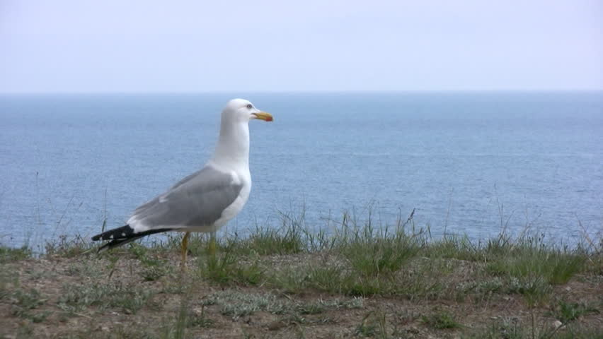 Large breed seagull takes off and hides under the precipice at the background of