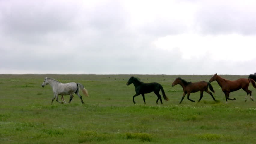 Herd of horses running on the steppes in the background cloudy sky