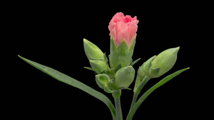 4K Time Lapse of blooming red carnation flower isolated on black background. Beautiful opening Carnation single flower.