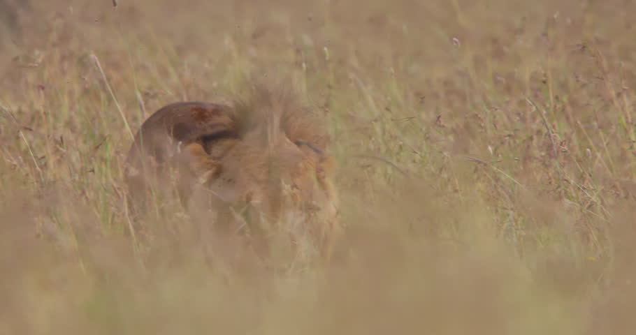 Wide follow shot of a lion (Panthera leo) strolling through dense windy grassland in the kenyan savanna during the afternoon in kenya