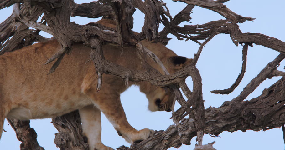 Close up shot of a lion