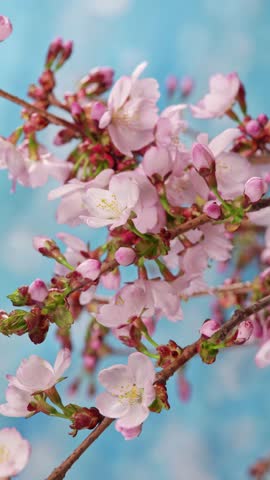 4K Time Lapse of flowering Cherry flowers on blue background. Spring timelapse of opening Sakura flowers on branches Cherry tree.