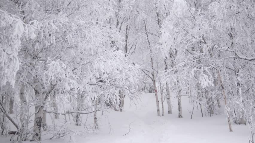 Path in snowy forest. Beautiful view.
