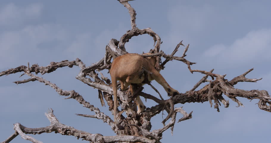 Wide shot of a lion cub (Panthera leo) clumsily trying to balance on a dried tree canopy during the evening in the kenyan grasslands