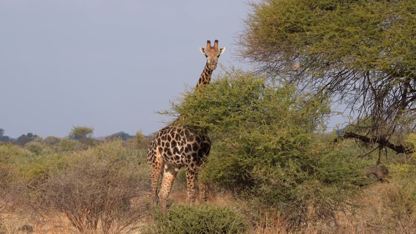 South African giraffe or Cape giraffe (Giraffa giraffa) or (Giraffa camelopardalis giraffa). Mashatu Game Reserve. Northern Tuli Game Reserve.  Botswana.