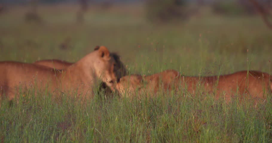 Wide shot of a trio of lions (Panthera leo) cuddling and scanning the savanna during daybreak in kenya