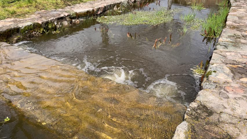 slow motion of the channeled section of a stream where we appreciate the fall of water from one department to another where there are aquatic plants and flowers, the fall of water produces bubbles