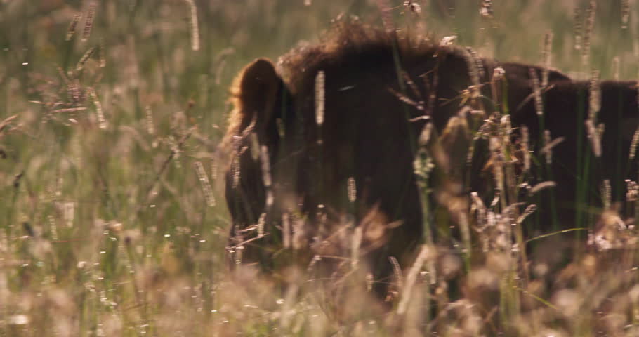 Close up follow shot of a lion (Panthera leo) moving behind a lioness in the grasslands during a misty morning in the kenyan savanna
