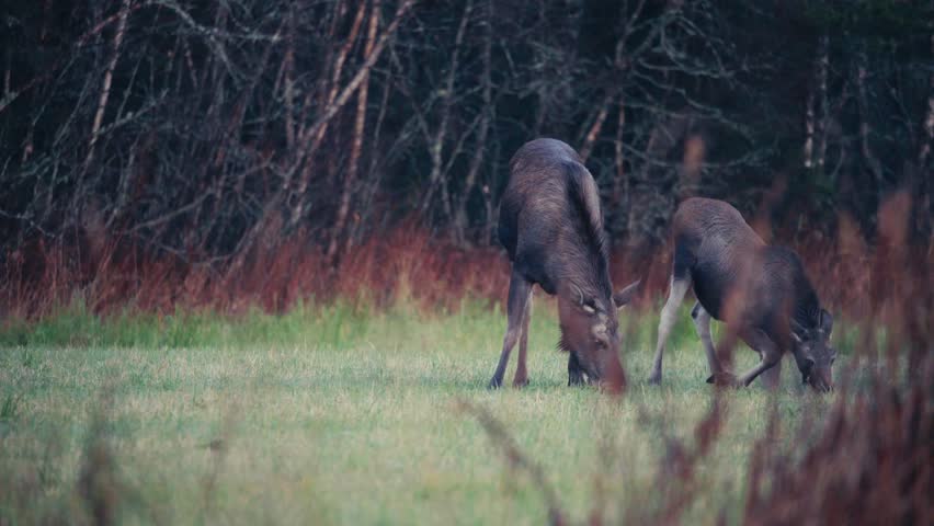 Two Female Moose Grazing On The Fields Near The Woodlands. - static shot