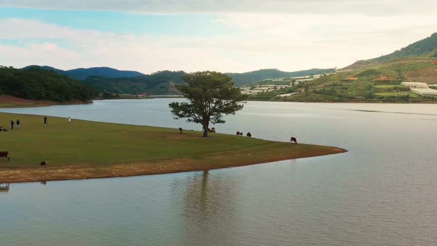 Drone view The lonely pine tree - famous place in Tuyen Lam lake of Da Lat, Lam Dong province, central highlands Vietnam