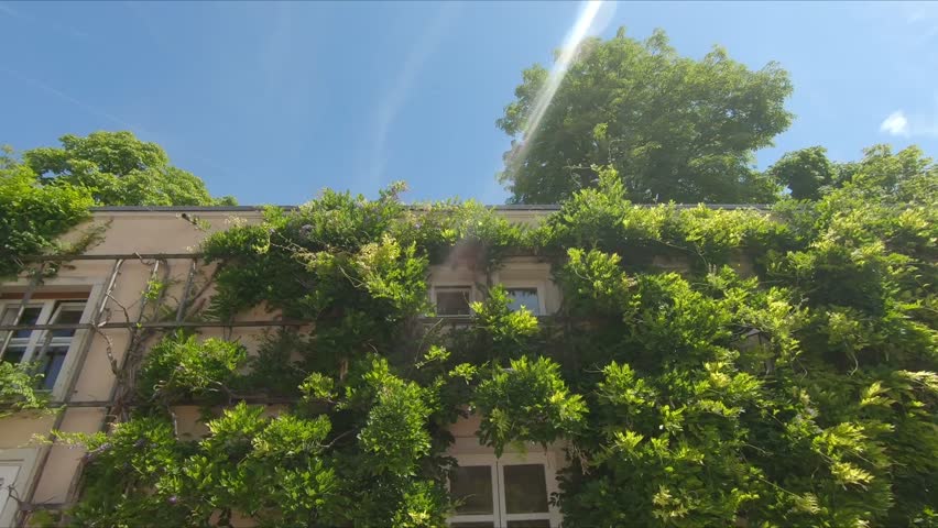 Close-up of a historic building facade covered with vibrant green ivy, set against a clear blue sky at Mirabell Palace in Salzburg, Austria.