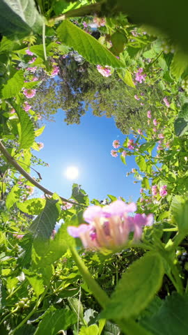 Vertical video. Rotation, A hole planet perspective looking through flowering plants towards the bright sun and blue sky, with vibrant flowers and green foliage filling the frame in a unique view.