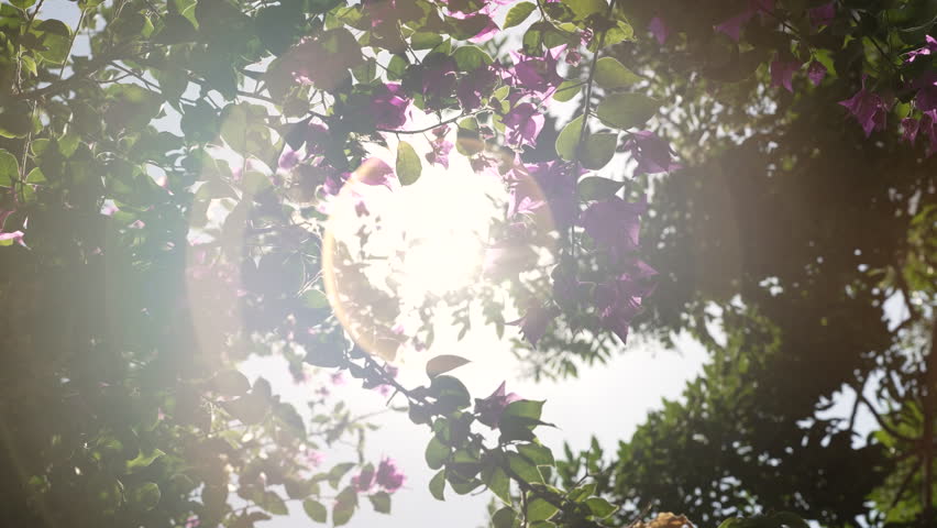 Beautiful Bougainvillea Pink Flowers Greece Natural Sunlight Abstract Background