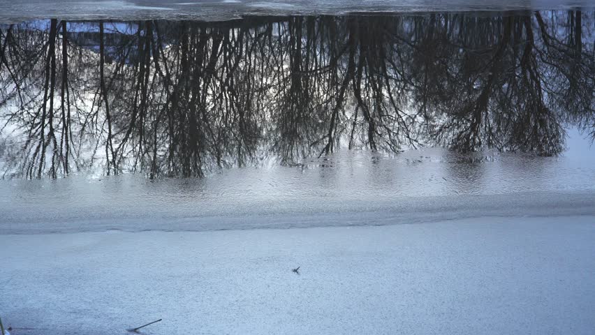 The serene reflection of bare trees on a river's surface, gradually freezing over on a winter evening. The tranquil scene highlights the transition of seasons.