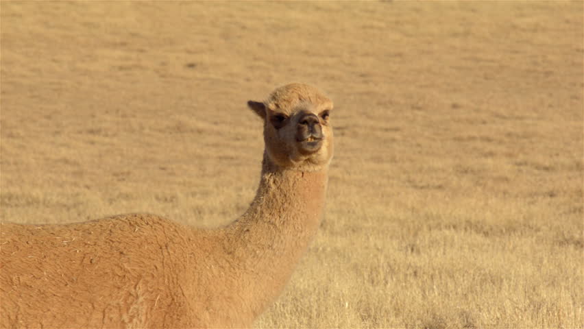 An alpaca looking around while standing guard in a dry paddock on an Australian