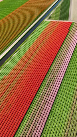 Aerial Vertical view of blooming tulip field in the Lisse, Dutch Spring views in the Netherlands, colorful flowers